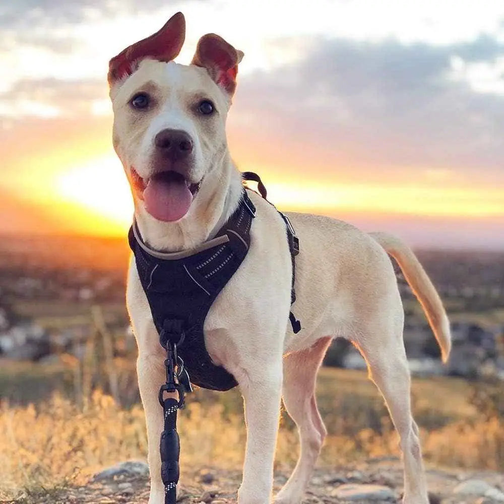 Adjustable Dog Harness for Outdoor Adventures – Comfort & Safety for All Dog Sizes